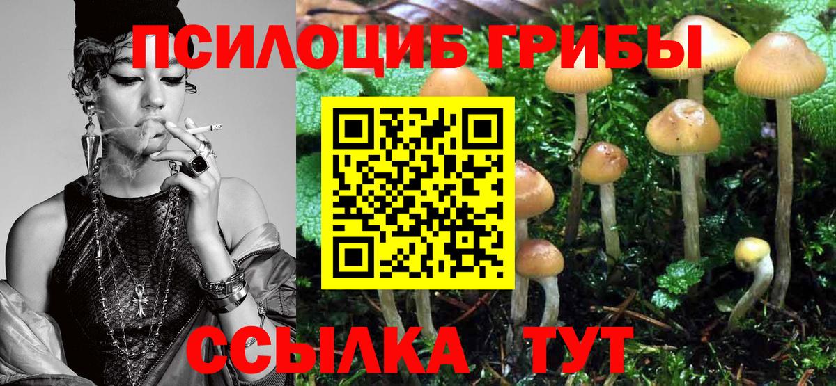 Галлюциногенные грибы Psilocybe Новоуральск